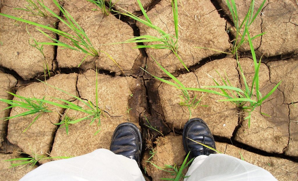 "drought" by IRRI Images is licensed under CC BY-NC-SA 2.0.