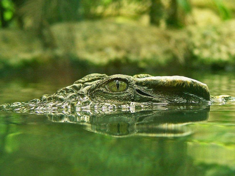 "Crocodile's eye" by Tambako the Jaguar is licensed under CC BY-ND 2.0.