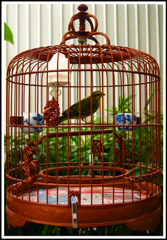 "Bird in a Cage" by paulmcdee is licensed under CC BY-NC-ND 2.0.