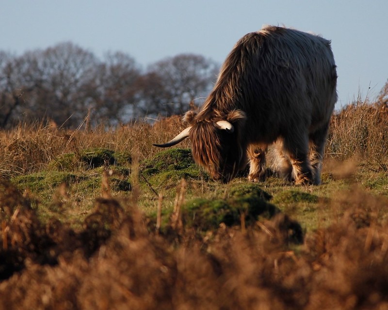 Red Bull Richmond Park by @Doug88888 is licensed under CC BY-NC-SA 2.0.